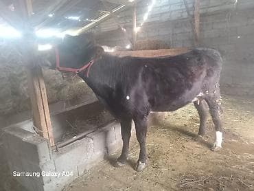 пиявка бишкек: Сатам | Уй (ургаачы) | Көбөйтүү үчүн | Байланган — 1