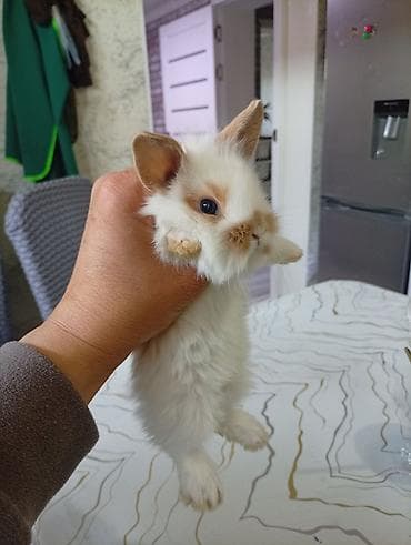 маленькие кролики: Мини-крольчонок декоративный - Порода: карликовый (пушистый тип — 9