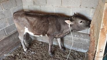 иттер ош: Сатам | Музоо | Бордоп семиртүү үчүн | Байланган — 2