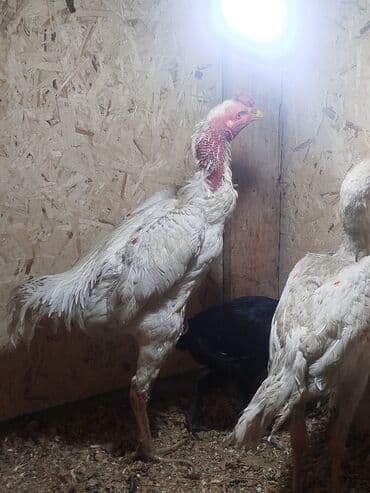 продам сельхоз животных: Дакан ак жожо короз сатылат активный алмашу жолдору бар адрес Бишкек — 4