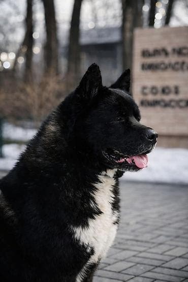 акита американская цена: Собака даром: Акита-ину, 3 года, Самец, С родословной — 1