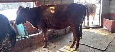 лабрадор ретривер цена: Продаю | Корова (самка) | Для разведения | Привязанные — 1