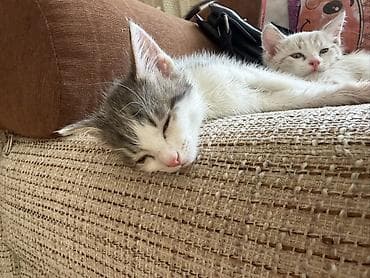 кошки сфинксы: Отдам котят в добрые руки ❤️ Котята домашние, окрас на выбор: - — 2