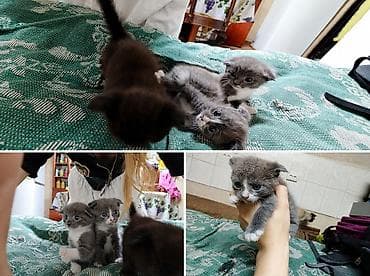 Мышыктар: ОТДАЮ КОТЯТ!! В ХОРОШИ РУКИ!! Котята на половину веслоухии, хороши — 1