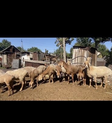 домик для кошки многоуровневый: Продаю | Овца (самка) | Арашан | Для разведения | Племенные — 1