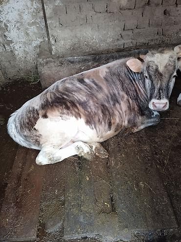 животные в добрые руки: Галыштин отец Швец порода гарантирую от своих коров и свой бык 110.000 — 1
