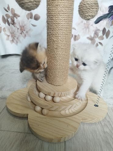 кошка скотиш: Открыли бронь на наших шотландских котят 🐾 Малышам уже 1 месяц, растут — 3