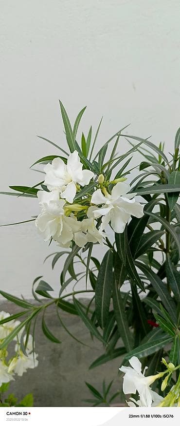 магнолия саженцы: САЖЕНЦЫ САМШИТЫ саженцы кустарников саженцы магнолии саженцы олеандра — 10