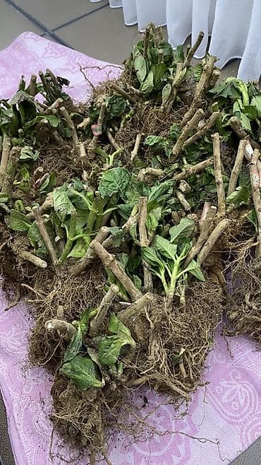 кулпунай теребиз: Продаю саженцы 20-летней гортензии. Гортензия крупнолистная (Hydrangea — 5