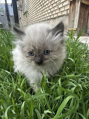 Рэгдолл, 1 месяц, Мальчик, Приучена к лотку