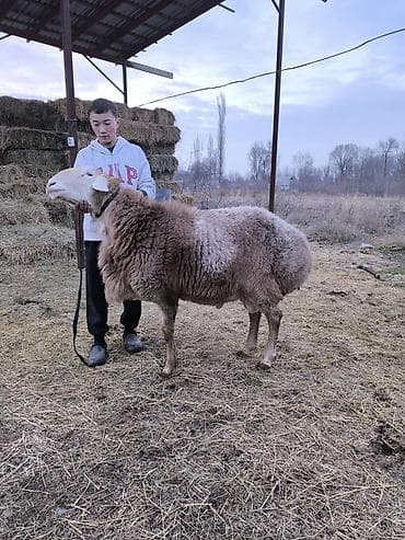 чистокровный лошадь: Продаю | Баран (самец) | Для разведения | Осеменитель — 4