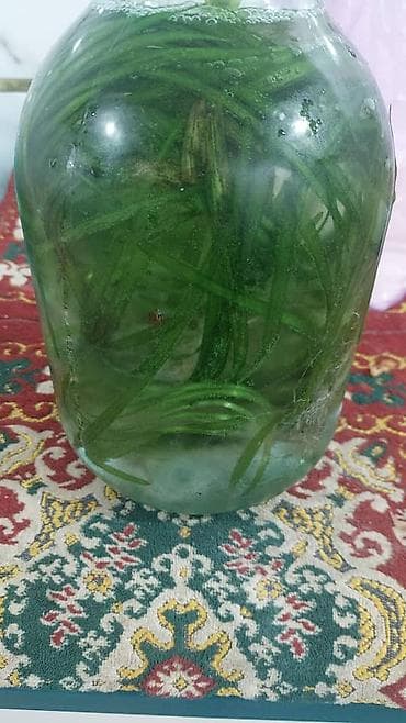 живая черепаха: Продаю аквариумные растения — 3