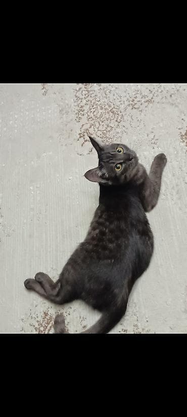 кошка анжела: 5 месяцев, Девочка — 3