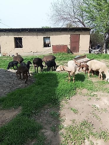 овчарку купить: Продаю | Овца (самка) | Эдильбаевская | Для разведения | Матка — 8