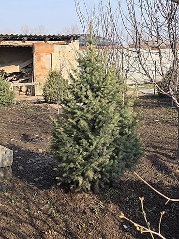 тянь шань: Продаются голубые и тянь-шанские ели. Высота: от 1 до 2,3 метра. 🌲 Ели — 3