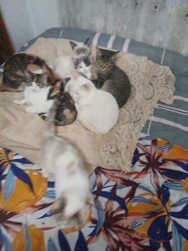 пуфики цена: Отдам котят в хорошие руки 4 по 1,5 месаца и 4 по 2,5 месаца. Только в — 7