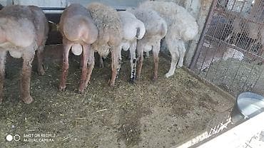 афганская порода овец: Продаю | Баран (самец) | На забой — 2