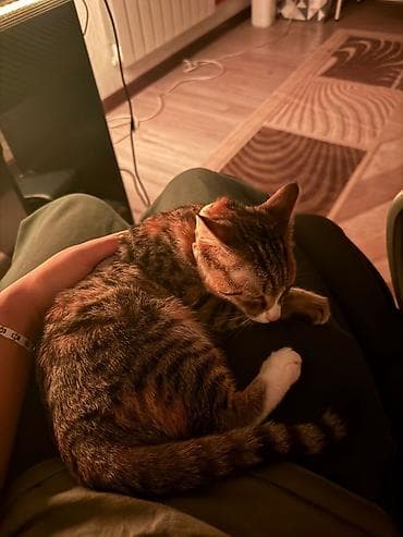 черные коты: 4 месяца, Мальчик, Приучена к лотку, Проглистована, С прививками — 4