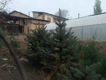 садовая пила: Саженцы деревьев: Ели — 2