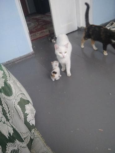 кара балта кошки: Отдам даром кошку — 1