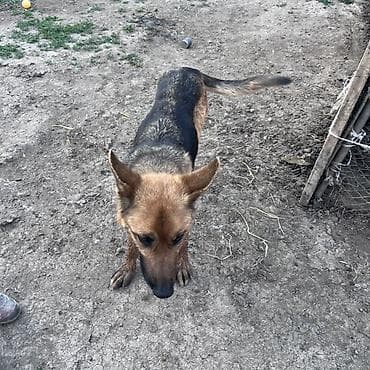 купит корги: Собака даром: Овчарка, 2 года, Самка — 5