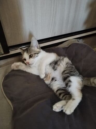 отдам даром собаку в хорошие руки: Мышык бекер берилет: Породасыз, 3 айлык, Ургаачы, Лотокко барууга үйрөтүлгөн, Курттардан тазаланган — 2