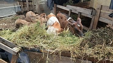 продаю животных: Продаю | Музоо, торпок | Полукровка | На откорм — 1