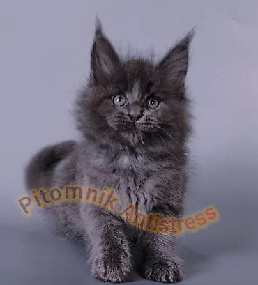 тара для мёда: Питомник Antistress предлагает котёнка породы мейн-кун — 7