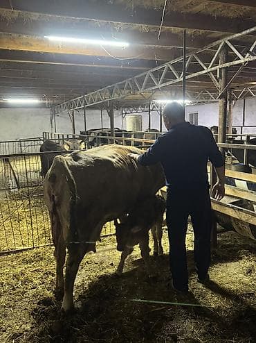 ат бишкек: Сатам | Уй (ургаачы) | Көбөйтүү үчүн, Сүт алуу үчүн — 3