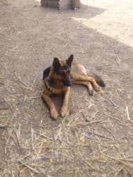 фонд помощи животным: Даром щенки 5 штук папа овчарка мама дворовая очень хорошо ловит — 5