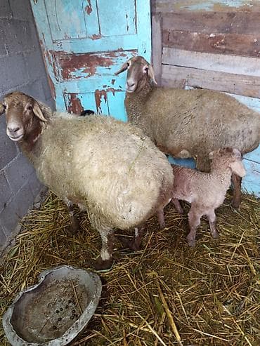 Аквариумы: Продаю | Овца (самка) | Полукровка | Для разведения | Матка — 3