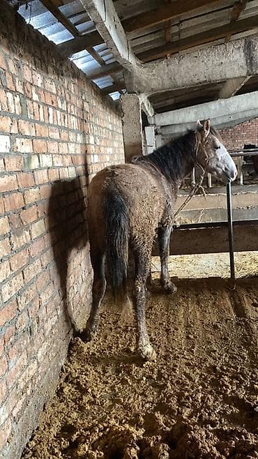 Продаю | Жеребенок | Для разведения