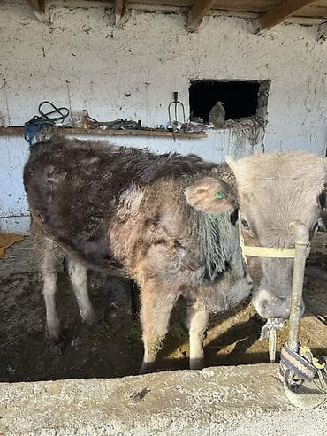 Айыл-чарба жаныбарлары: Сатам | Музоо, Бука (эркек) | Швиц | Союуга, Бордоп семиртүү үчүн — 2