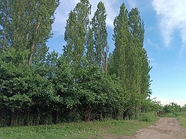 Семена и саженцы: Сатыла турган терек бар(мырза терек) 40-50 чакты Ноокен Бирдикте — 1