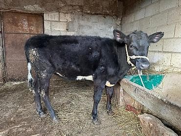 Услуги ветеринара: Продаю | Тёлка | На откорм | Привязанные — 9