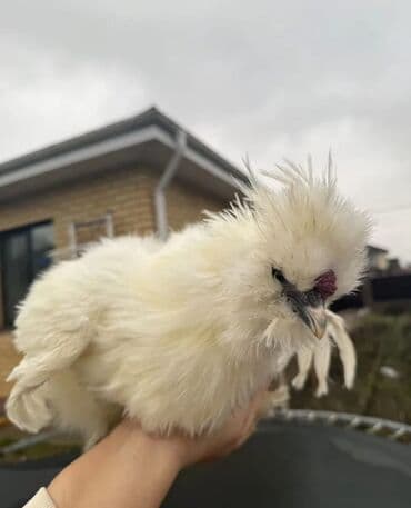 кой кырккан: Сатам | Тооктор, Короздор — 4