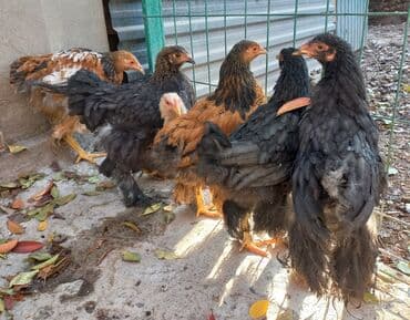 где можно купить молодых кур несушек: Продаю | Куры | Брама | Для разведения — 1