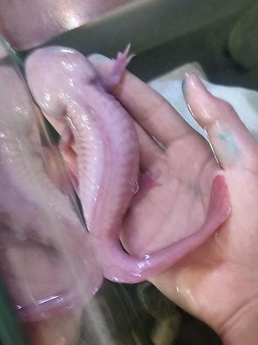 аксолотль: Продаю аксолотля 2 года самец.Аксолотль (Axolotl) — декоративная — 2