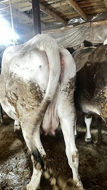 Продаю | Корова (самка) | Для молока | Привязанные