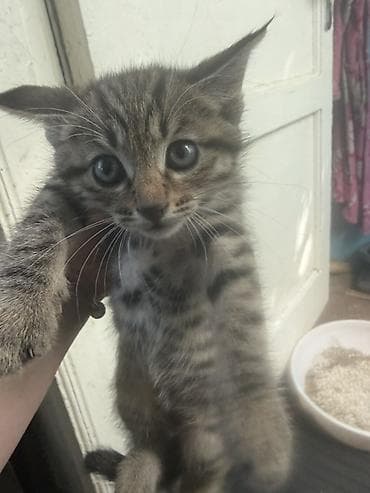 белые вислоухие котята: Котята Ищут заботливый дом. Возраст 40 дней приучены к лотку — 3