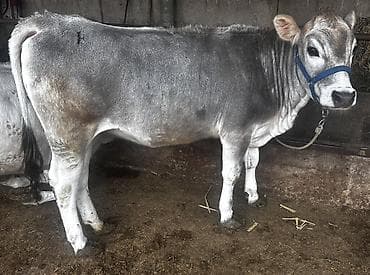 ветеринар каракол: Сатам | Кунаажын | Көбөйтүү үчүн, Сүт алуу үчүн — 1