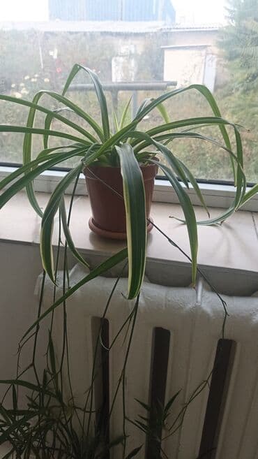 растения для аквариума: Хлорофитум вариегатный в горшке. - Комнатное растение с длинными — 4