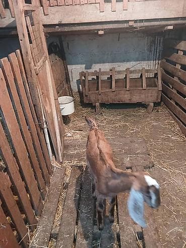 голуби голубей: Продаю | Козлёнок | Нубийская | Для разведения | Племенные — 4