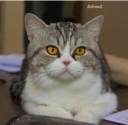 отдам животных в хорошие руки: Продаются котята, метисы. Мальчик и девочка. Родились 27.09.2025. - — 4