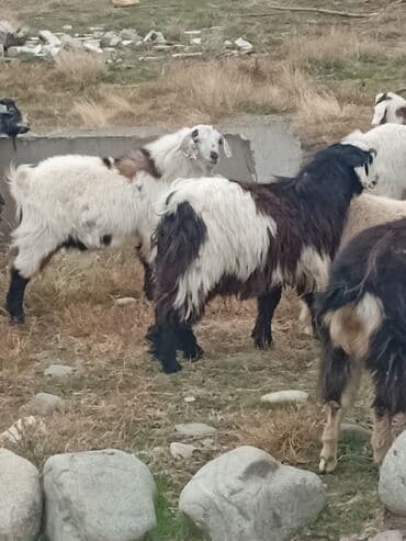 Продаю | Козёл (самец) | Для разведения | Племенные