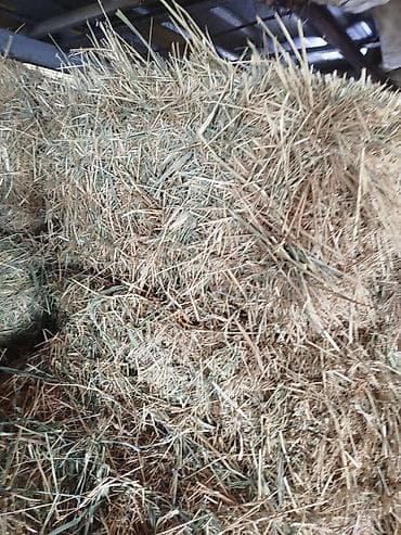 Солома пшеничная присутствует молодой камыш 80 штук . - Прессованные at lalafo.kg Солома пшеничная присутствует молодой камыш 80 штук . - Прессованные
