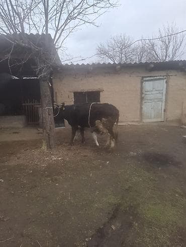 продаю кукурузы: Продаю | Корова (самка) | Для молока | После отела — 3