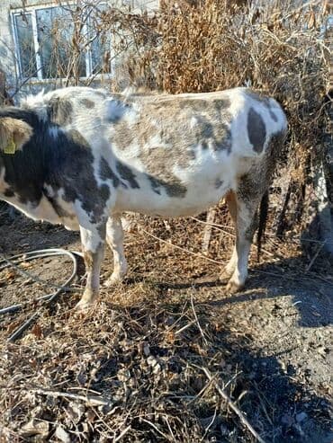 племенные коровы молочные купить: Продаю | Корова (самка) | Для молока | Привязанные — 4