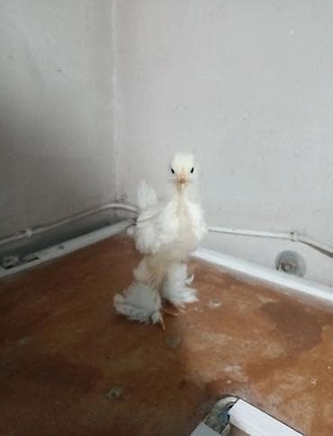 брама кох: Продаю подрошенных цыплят брама — 5