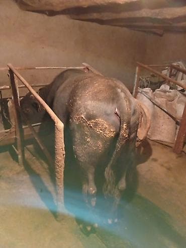 айрширская корова купить: Продаю | Бык (самец) — 2